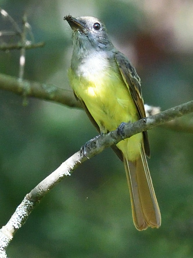 Great Crested Flycatcher - ML623503969