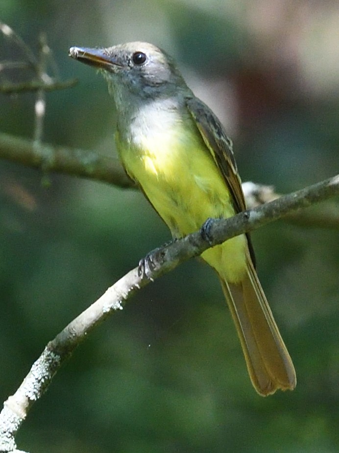 Great Crested Flycatcher - ML623503970