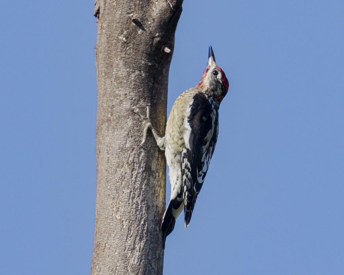 Red-naped Sapsucker - ML623503990