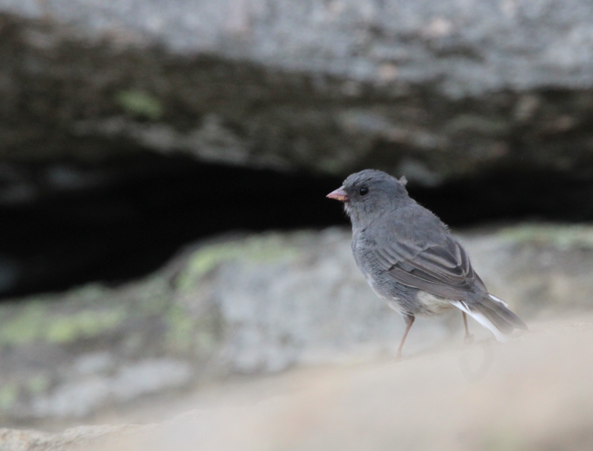 Dark-eyed Junco (Slate-colored) - ML623504043