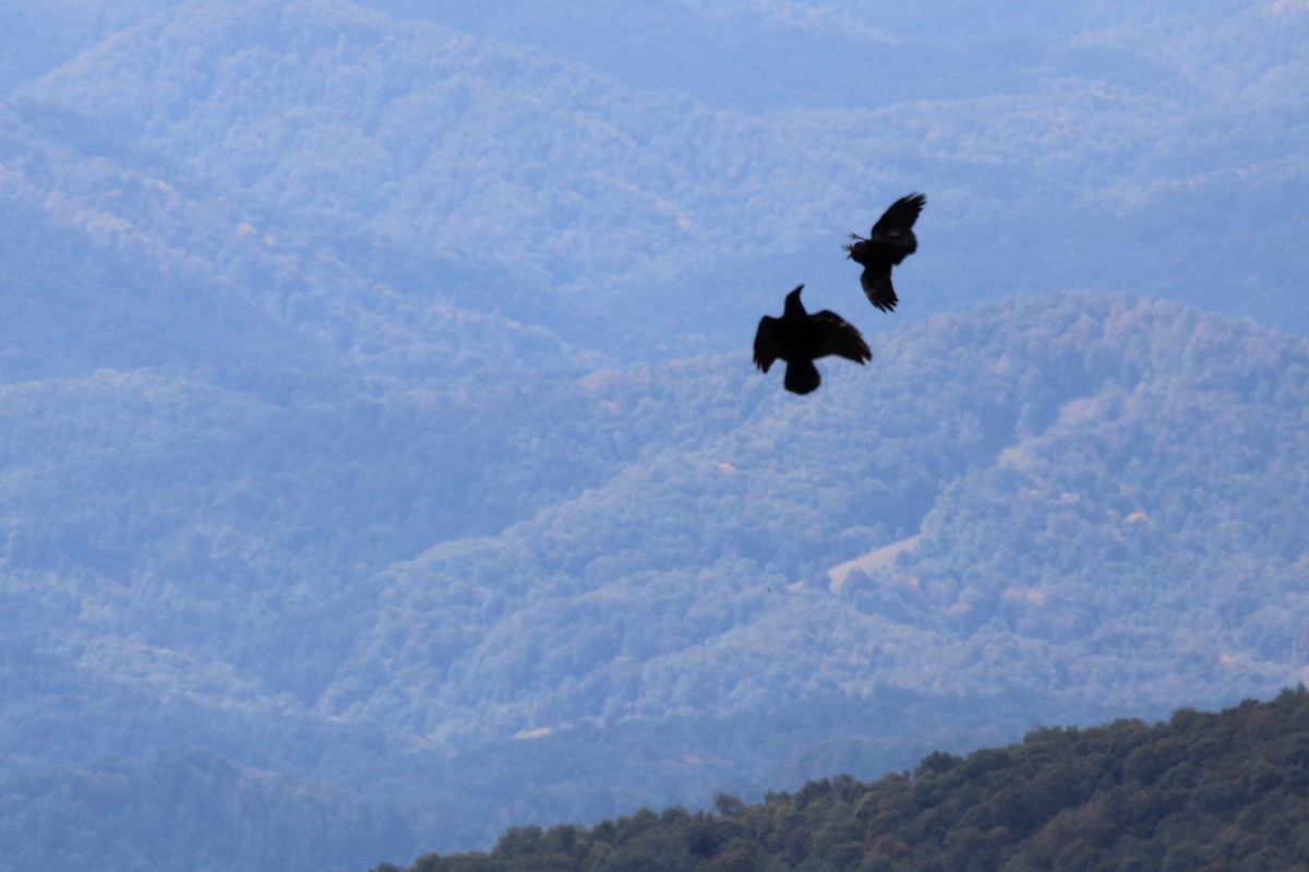 Хон хэрээ - ML623504049