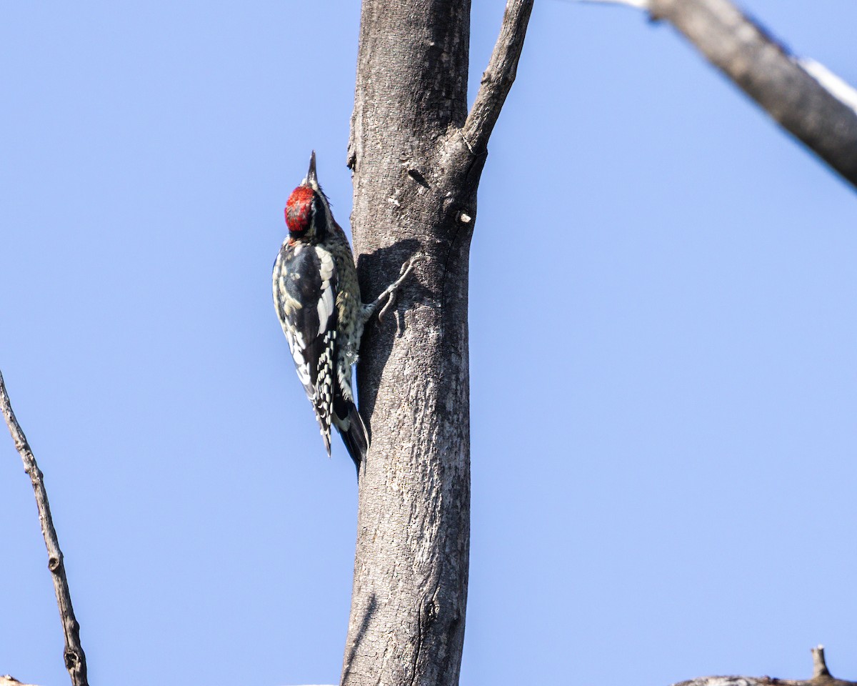 Red-naped Sapsucker - ML623504053