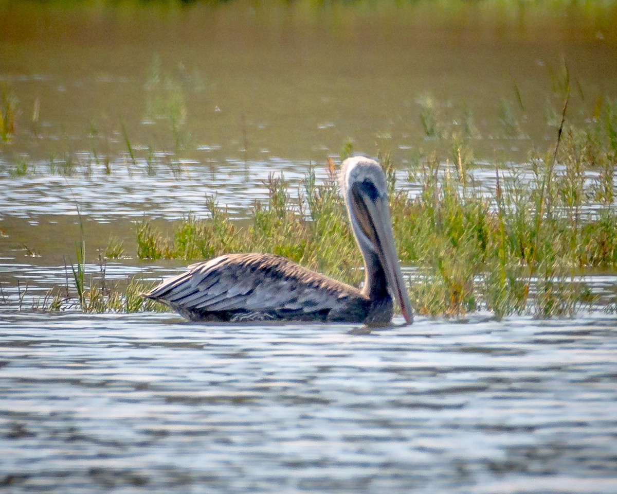 Brown Pelican - ML623504066