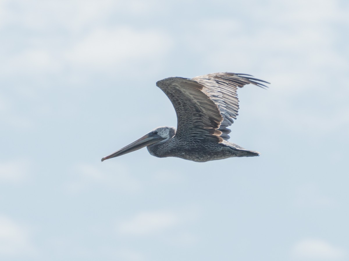 Brown Pelican - ML623504071