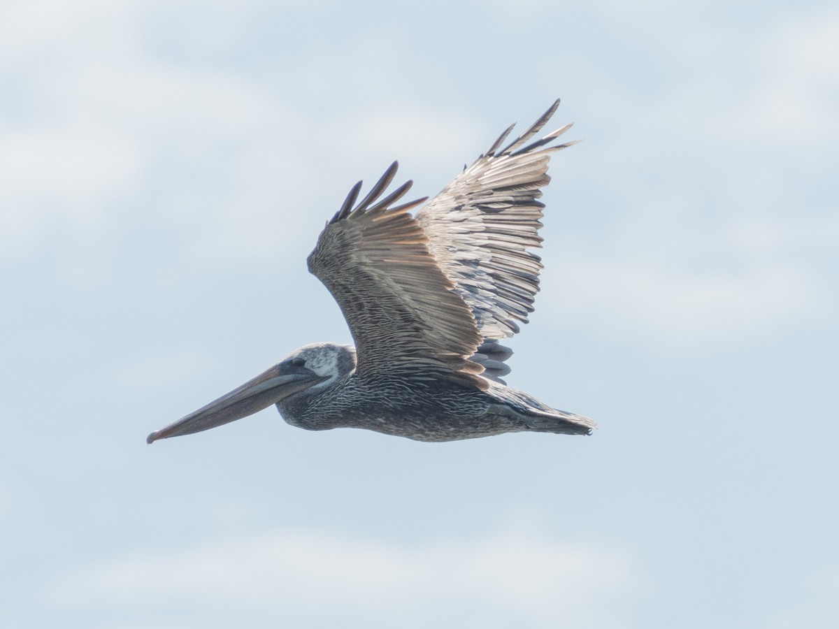 Brown Pelican - ML623504080