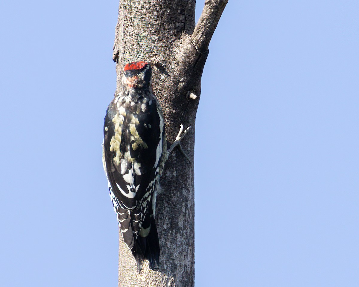 Red-naped Sapsucker - ML623504097