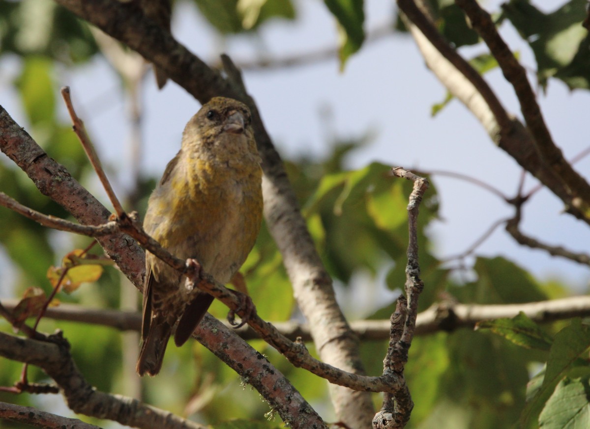 Red Crossbill (Appalachian or type 1) - ML623504110