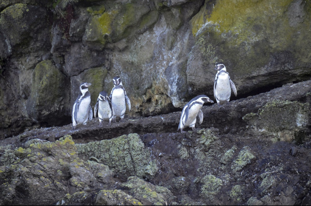 Humboldt Penguin - ML623504119