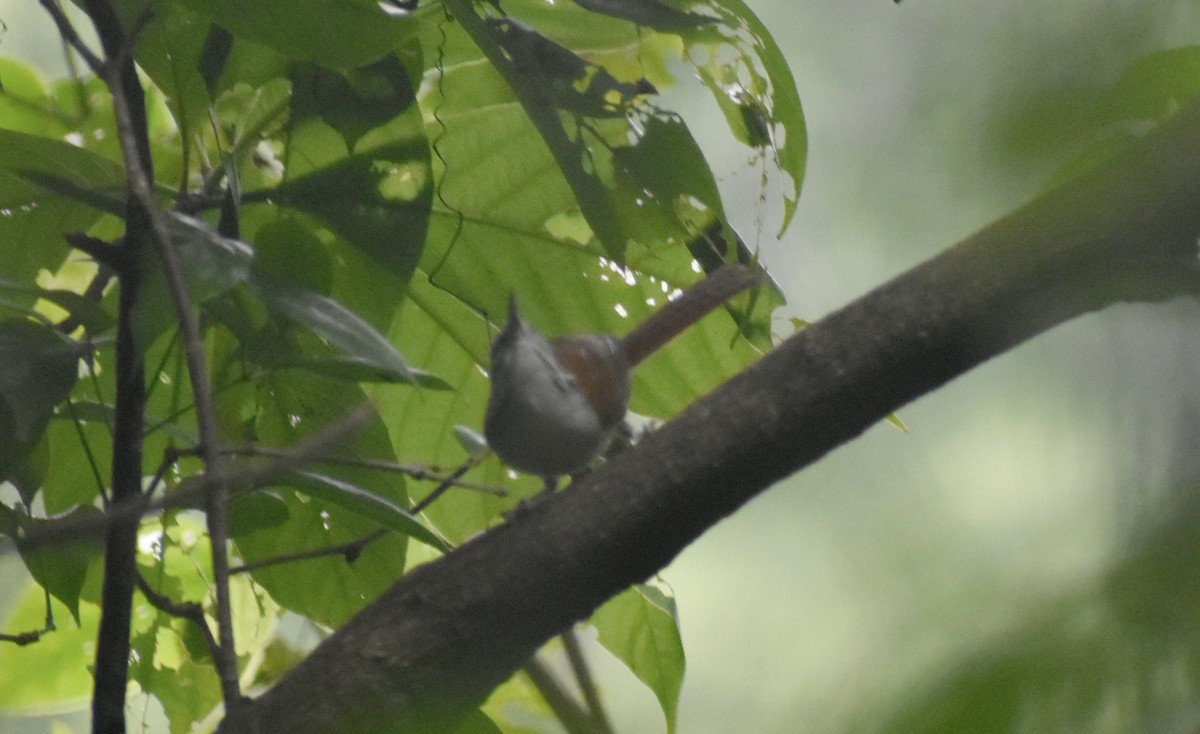 Rufous-and-white Wren - Carlos G Vasquez C