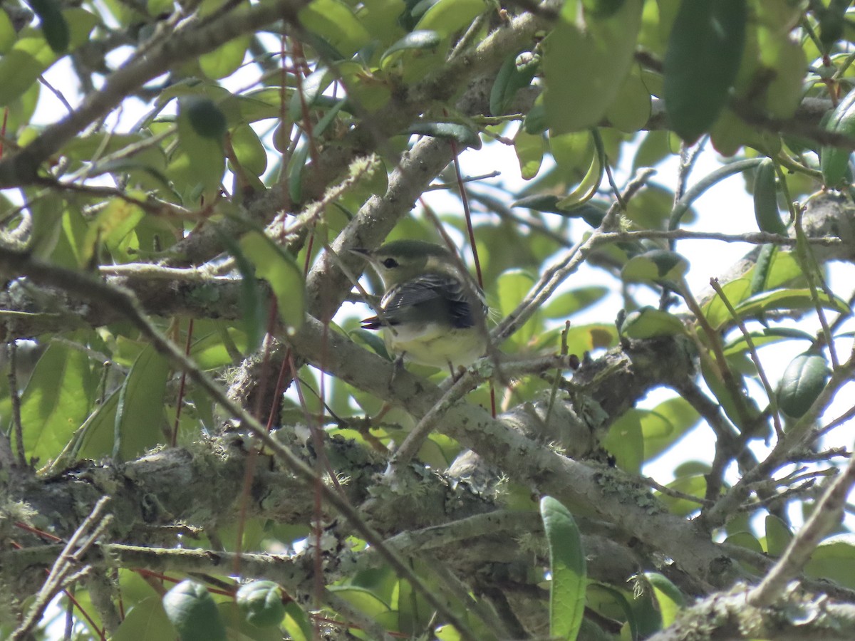 Cerulean Warbler - ML623504154