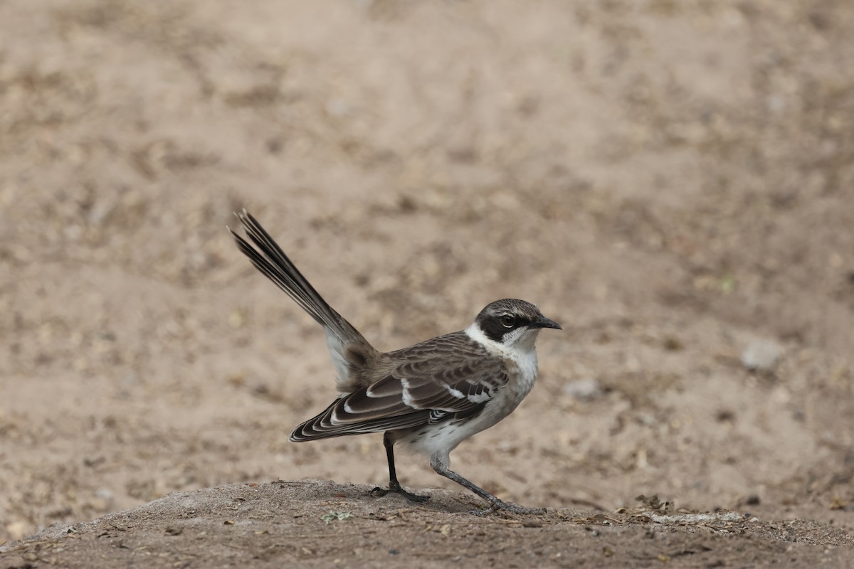 Galapagos Mockingbird - ML623504160