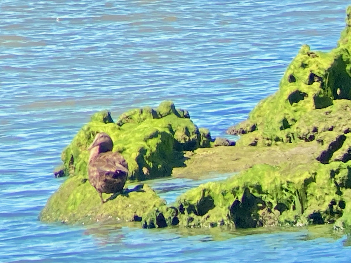 Common Eider - ML623504184