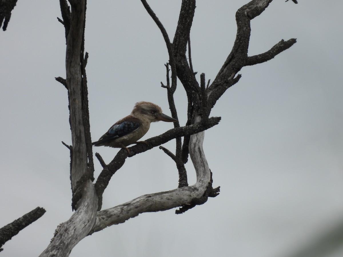 Blue-winged Kookaburra - ML623504208