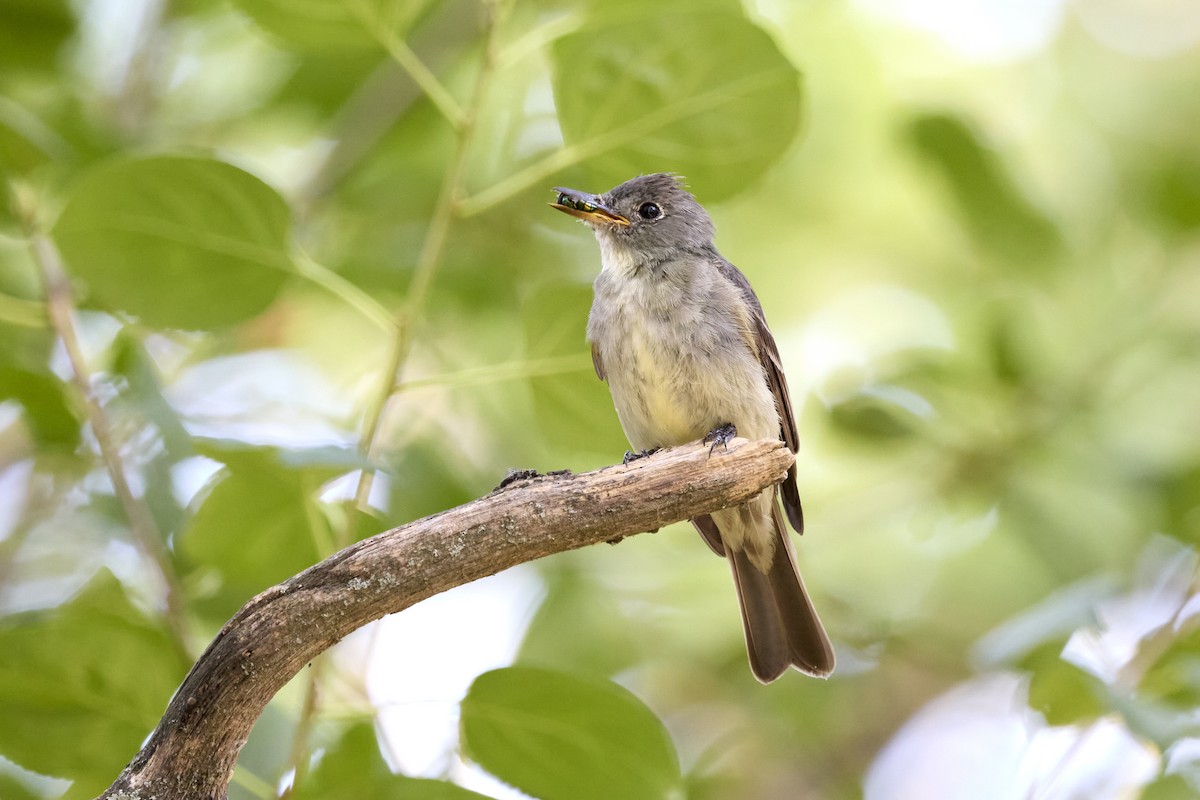 Eastern Wood-Pewee - ML623504209