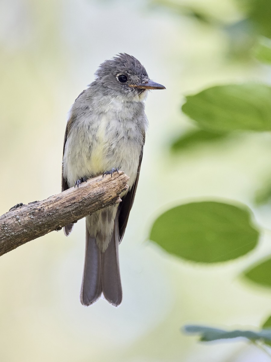 Eastern Wood-Pewee - ML623504210