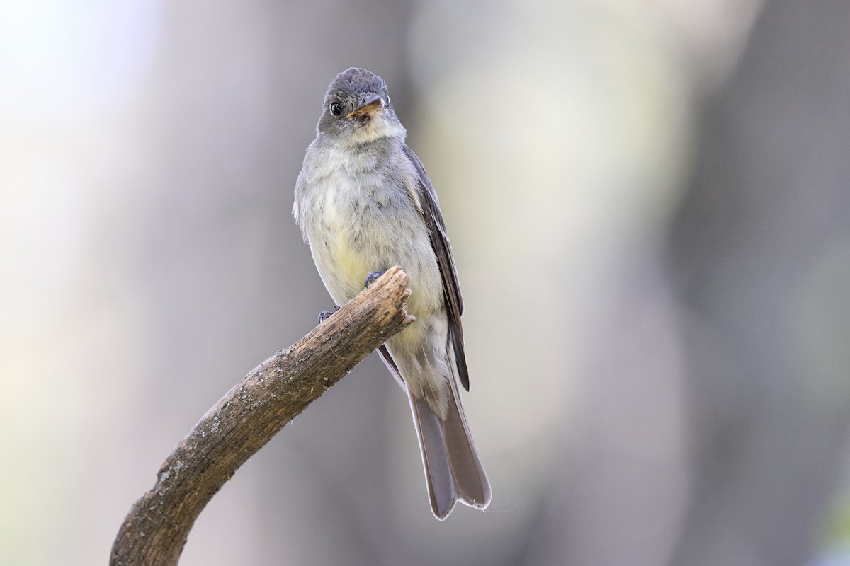 Eastern Wood-Pewee - ML623504212