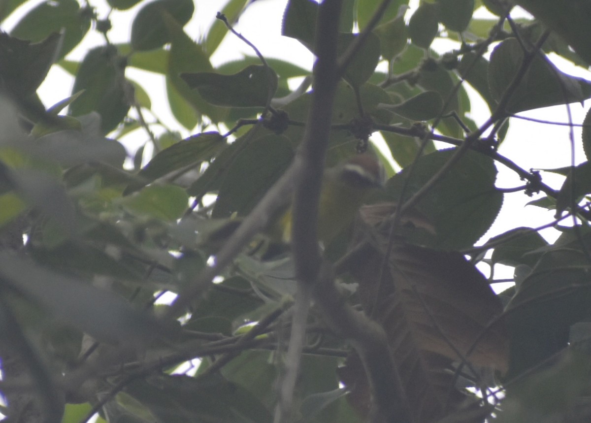 Chestnut-capped Warbler - ML623504266