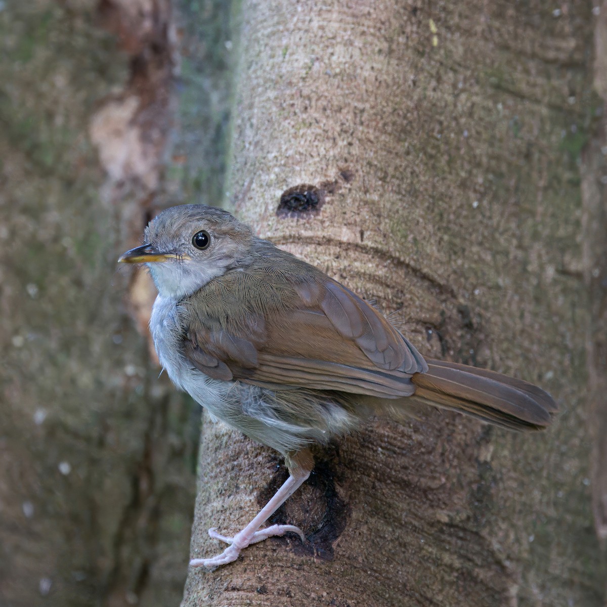 Sulawesi Babbler - ML623504297