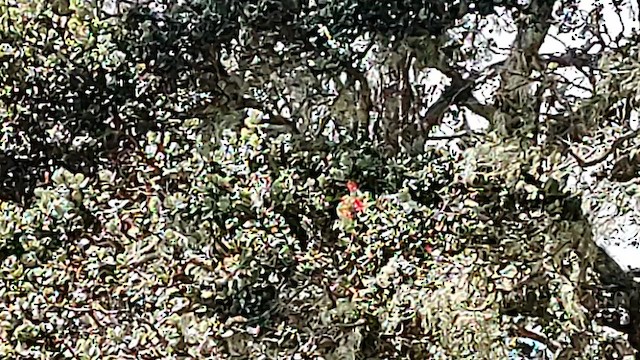 Apapane - ML623504313