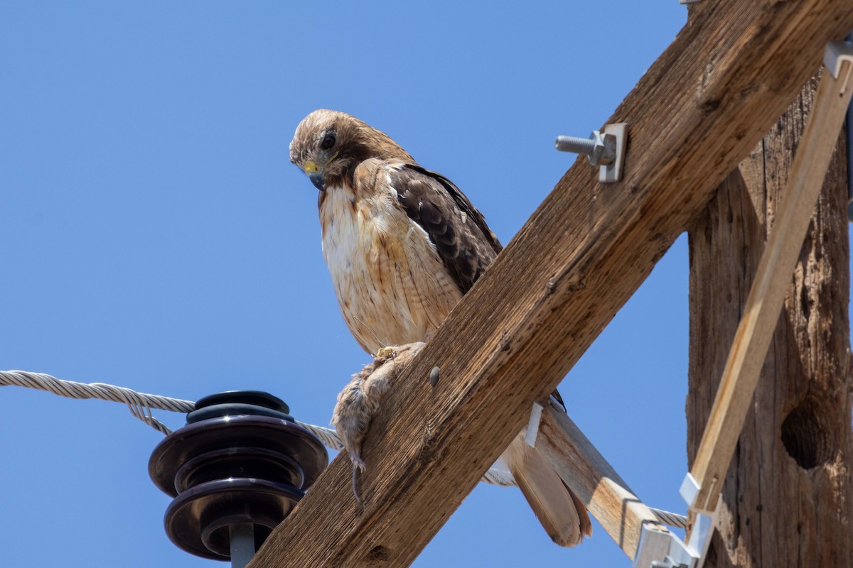 Red-tailed Hawk - ML623504343