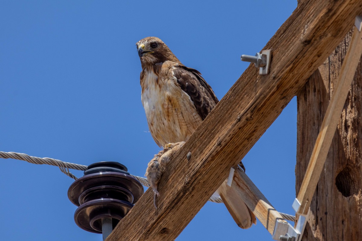 Red-tailed Hawk - ML623504344