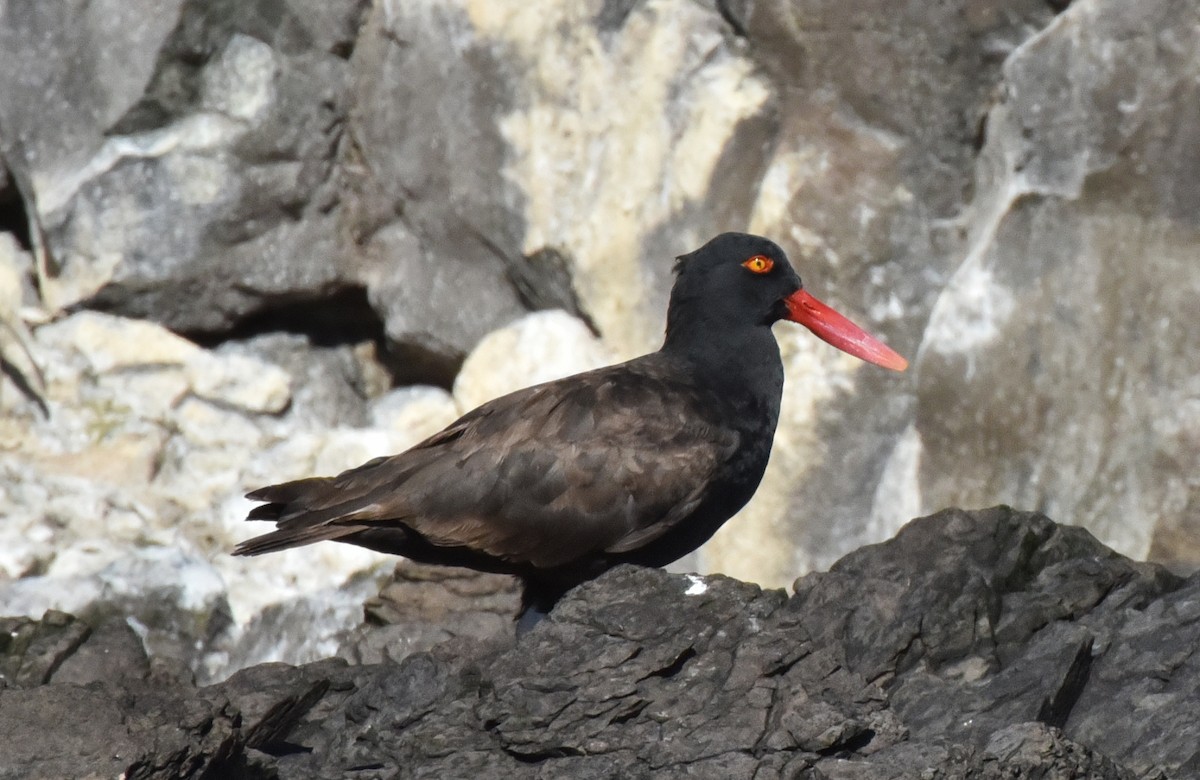 Blackish Oystercatcher - Laurence Green