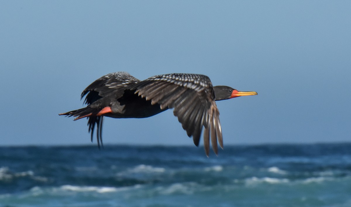 Red-legged Cormorant - ML623504374