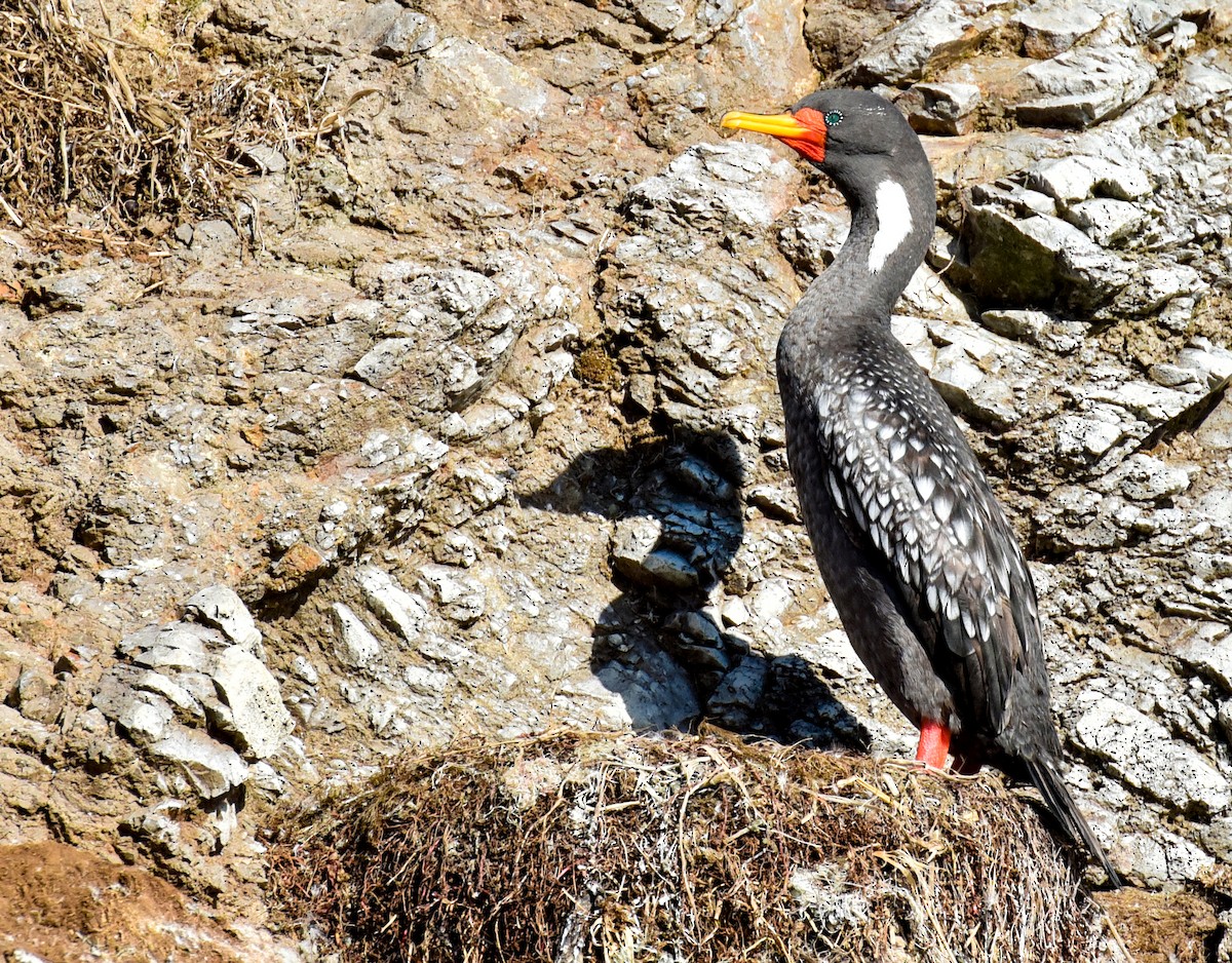 Red-legged Cormorant - ML623504375