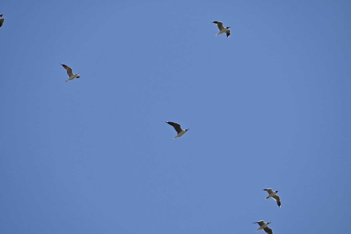 Gray-hooded Gull - ML623504377