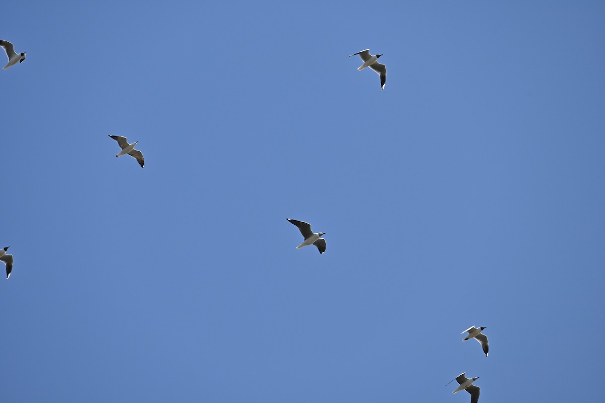 Gray-hooded Gull - ML623504378