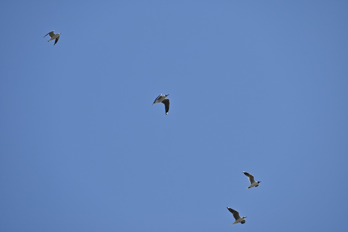 Gray-hooded Gull - Leandro Ceschin