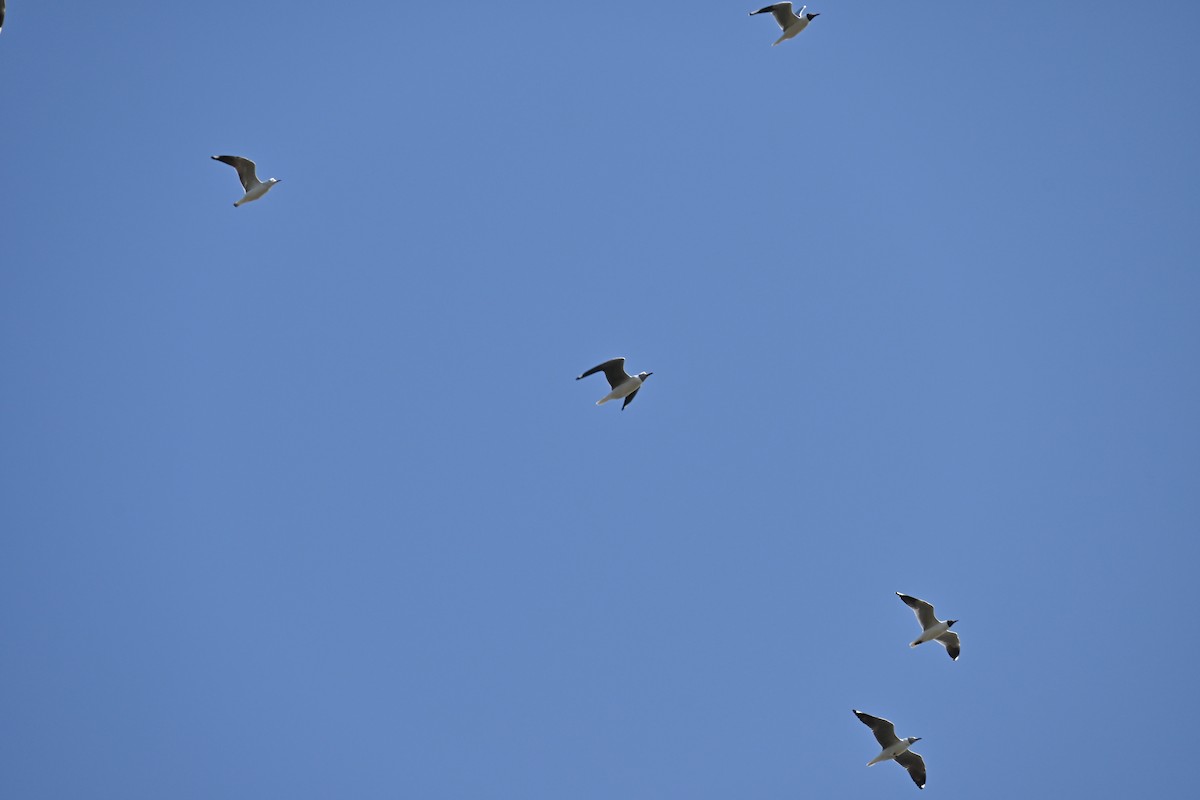 Gray-hooded Gull - ML623504380