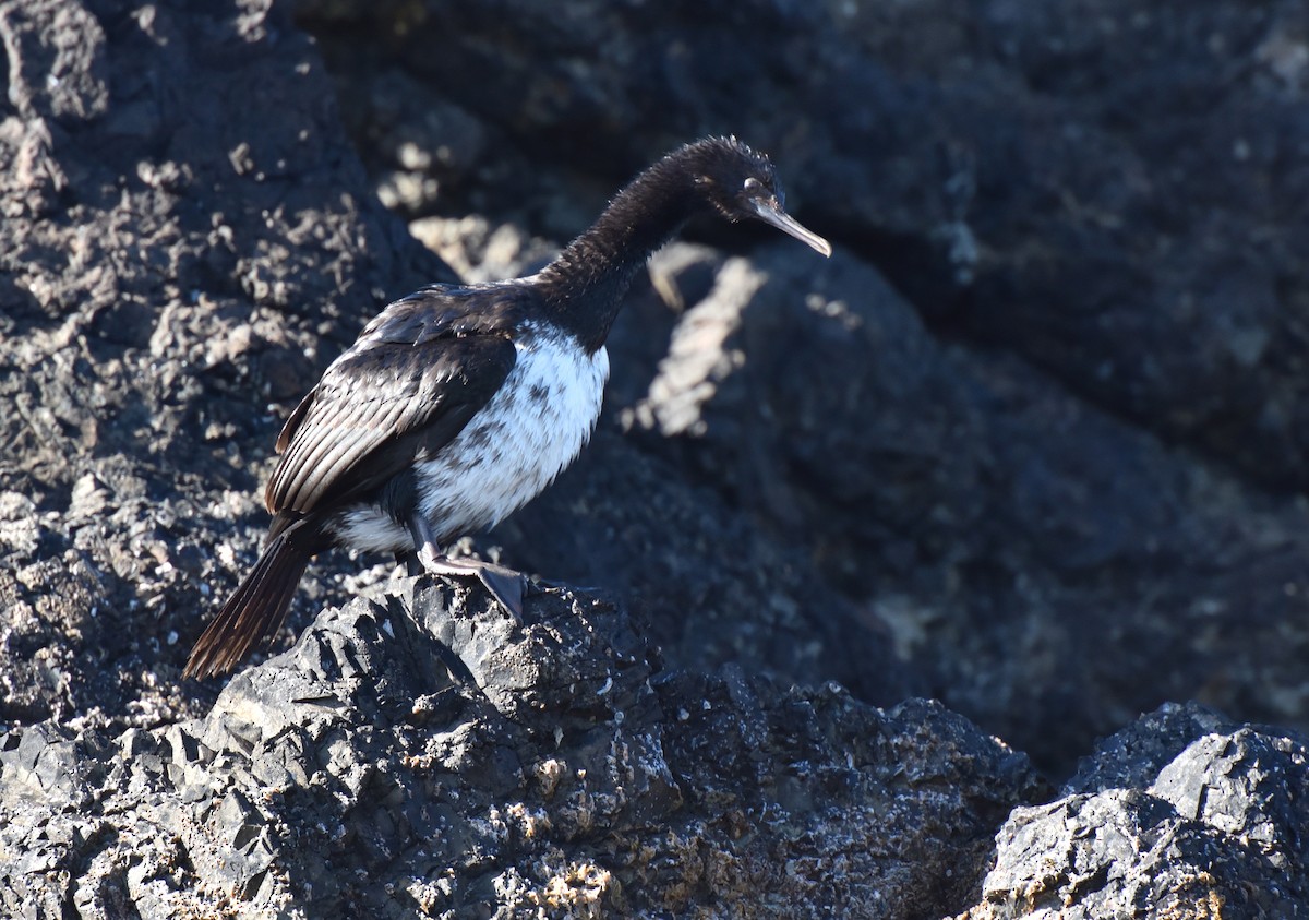 Magellanic Cormorant - ML623504387