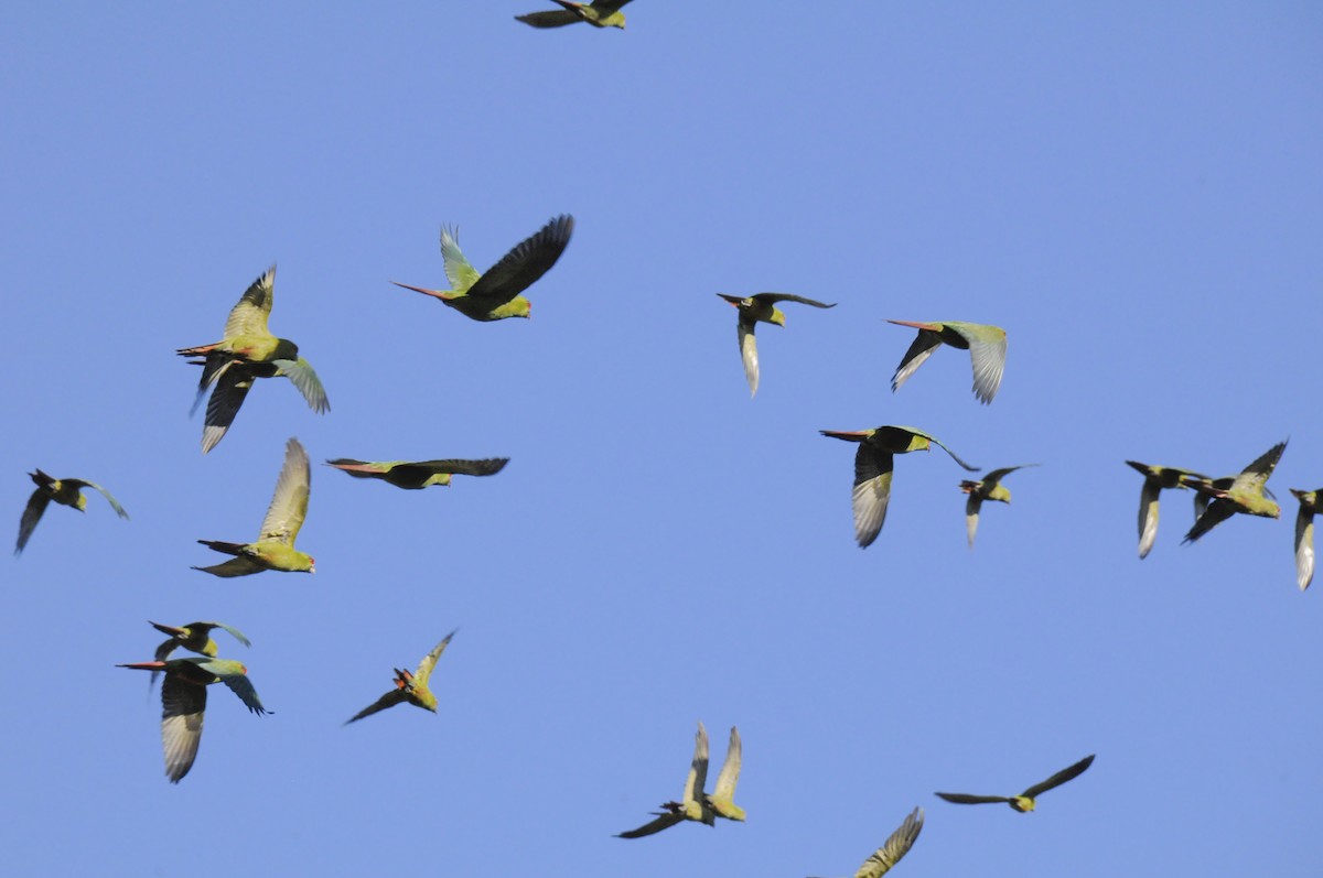 Slender-billed Parakeet - ML623504405