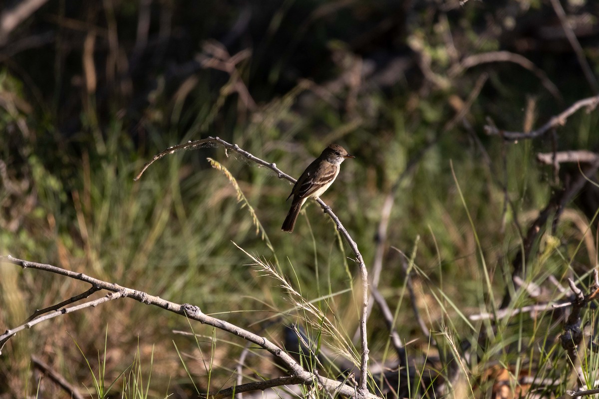 Willow Flycatcher - ML623504434