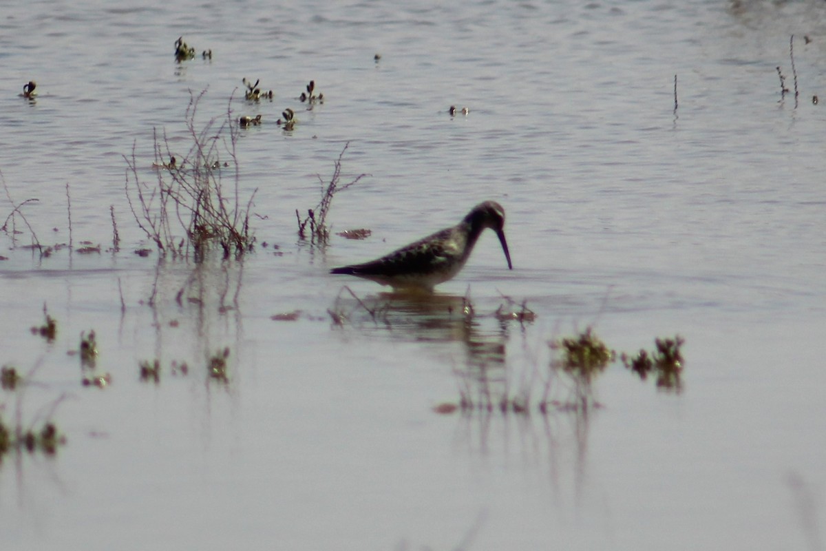 Stilt Sandpiper - Adair Bock