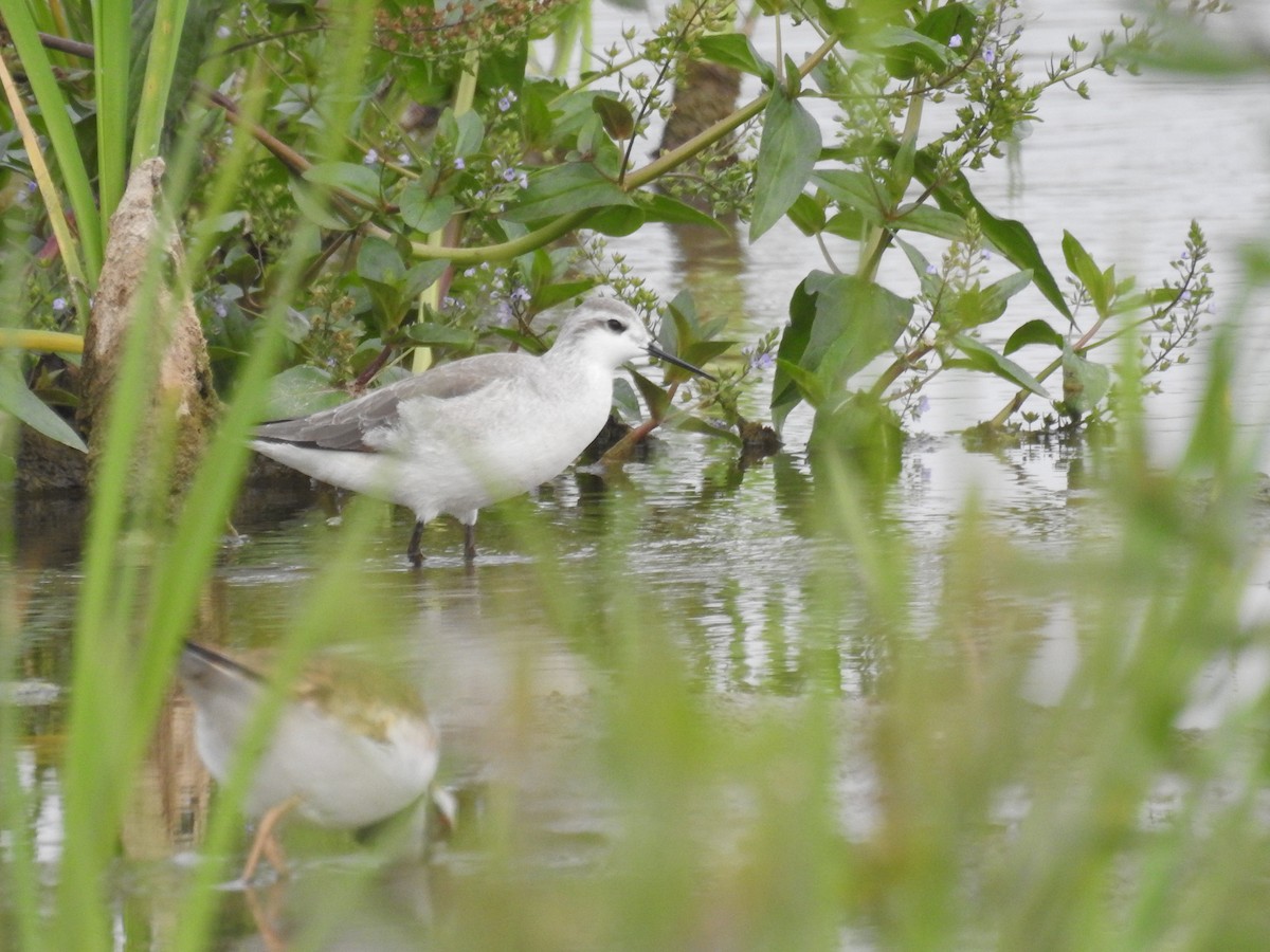 hvithalesvømmesnipe - ML623504468