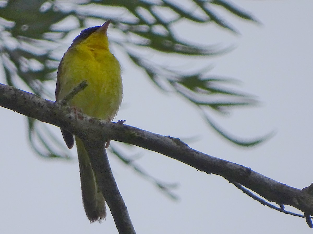 Gray-crowned Yellowthroat - ML62350451