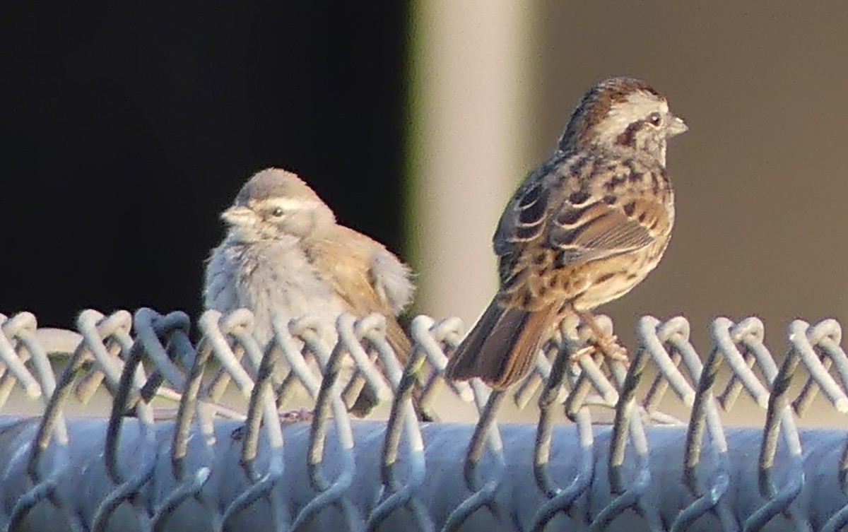 Black-throated Sparrow - ML623504545