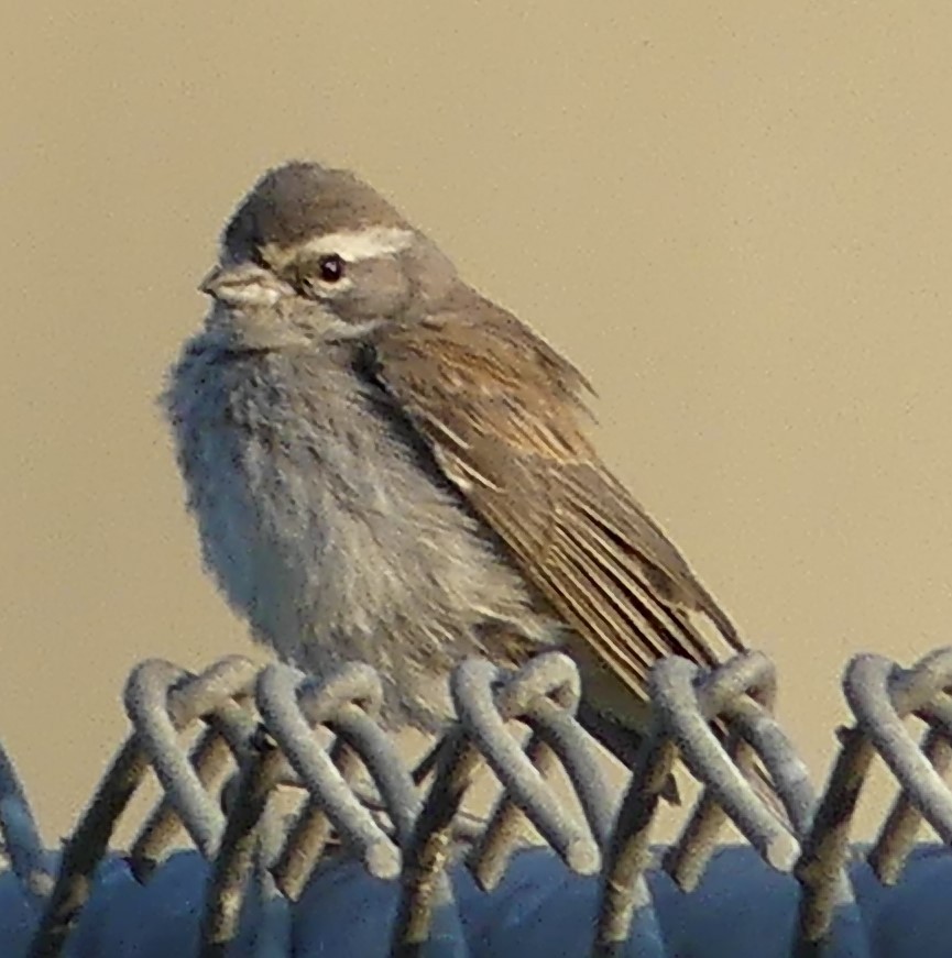 Black-throated Sparrow - ML623504547