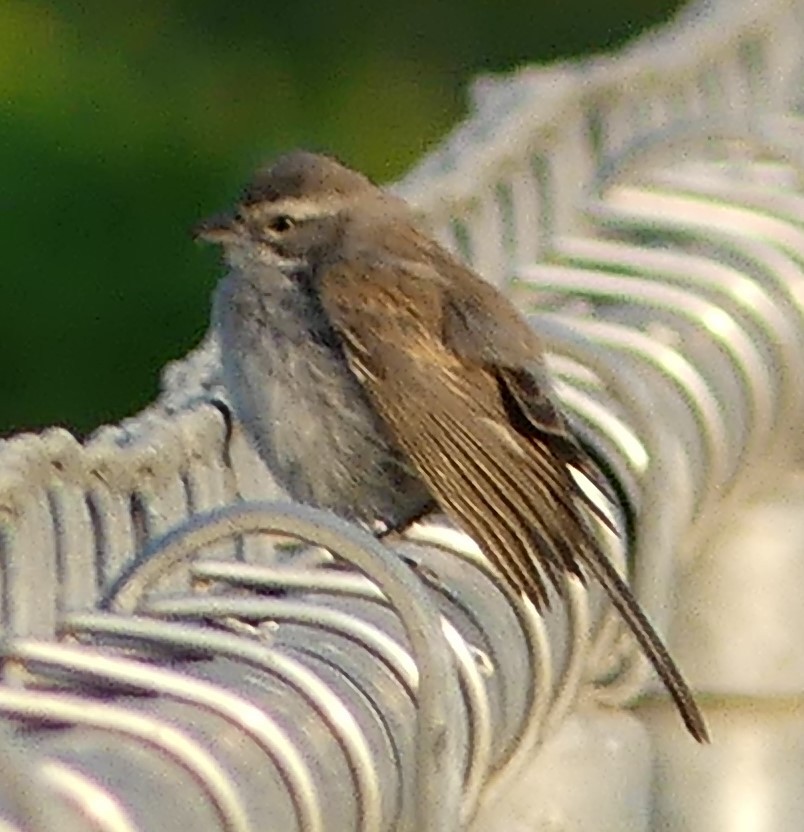 Black-throated Sparrow - ML623504548