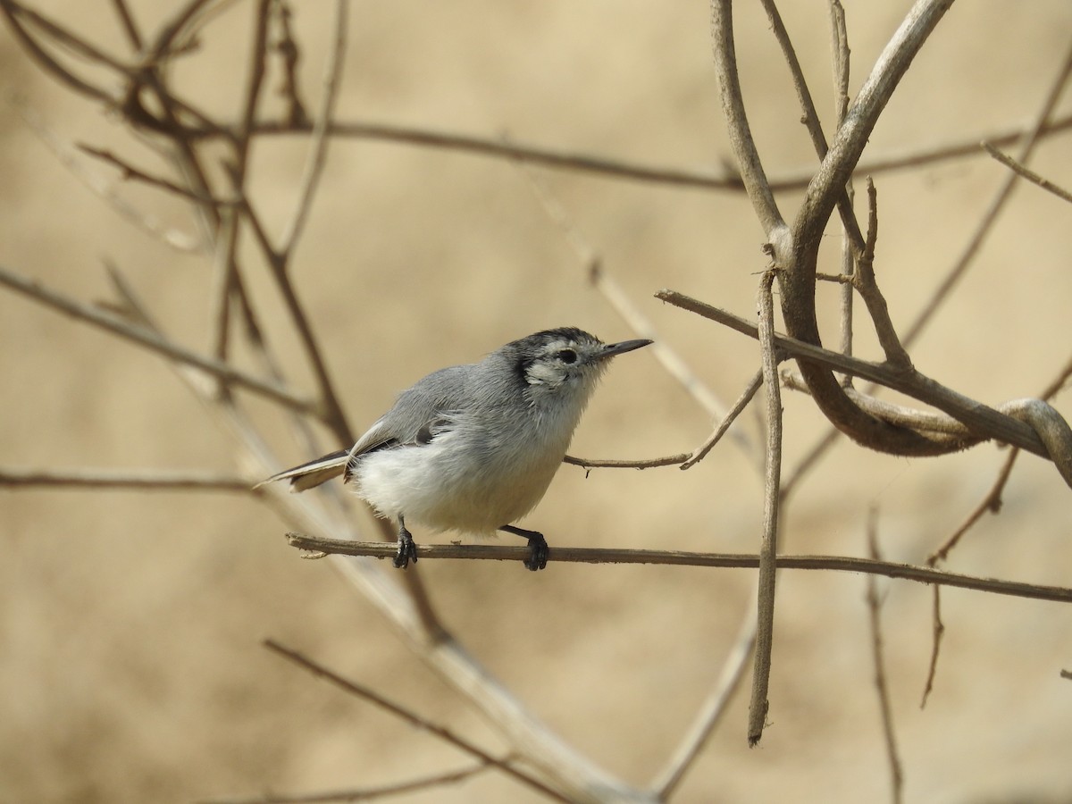 White-browed Gnatcatcher - ML623504623