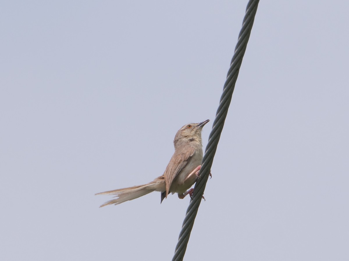 Jungle Prinia - ML623504647