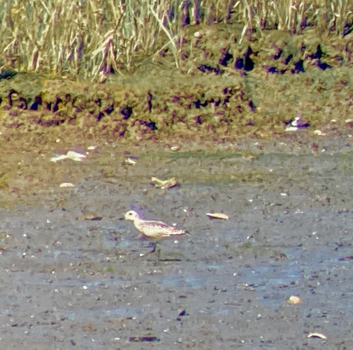 Black-bellied Plover - ML623504664