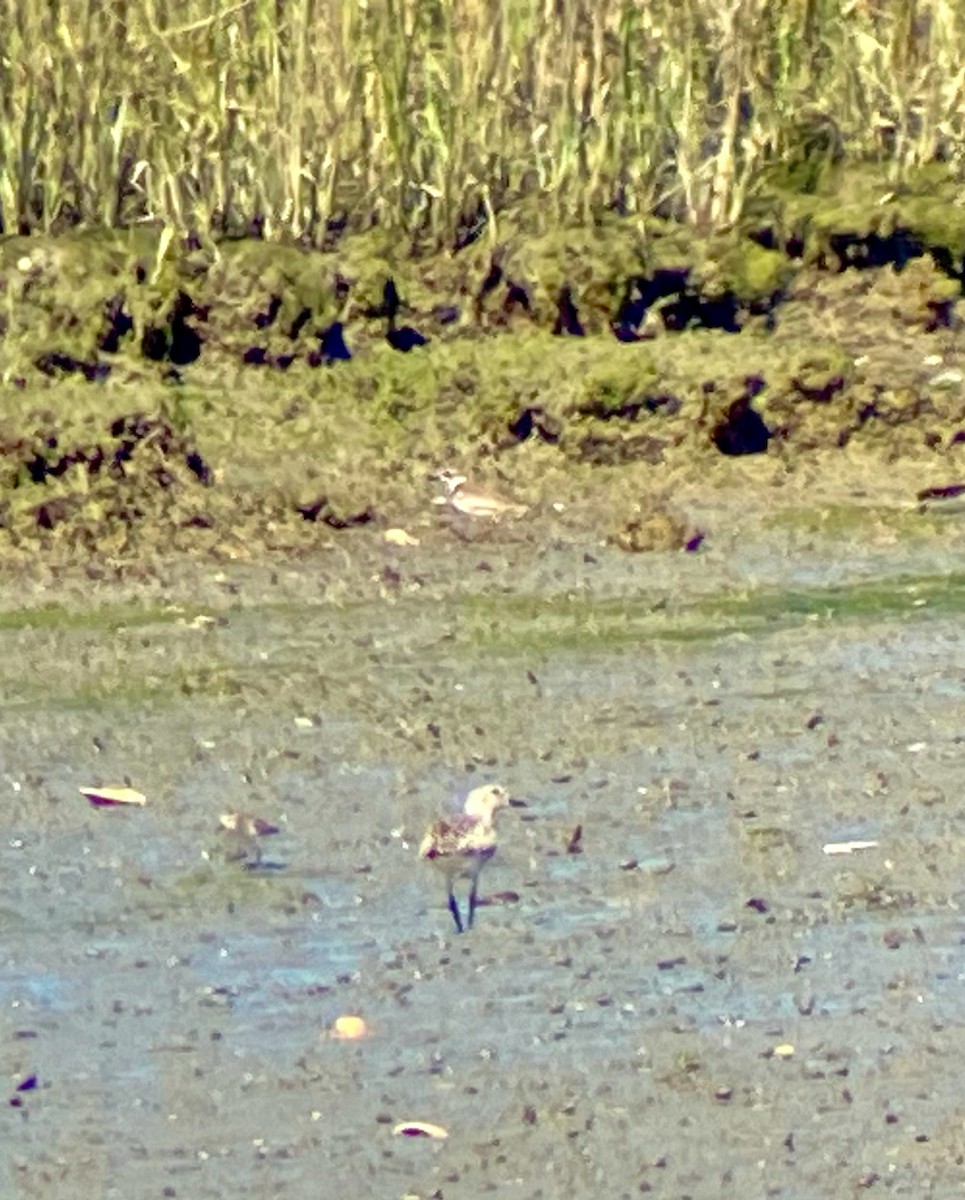 Black-bellied Plover - ML623504665