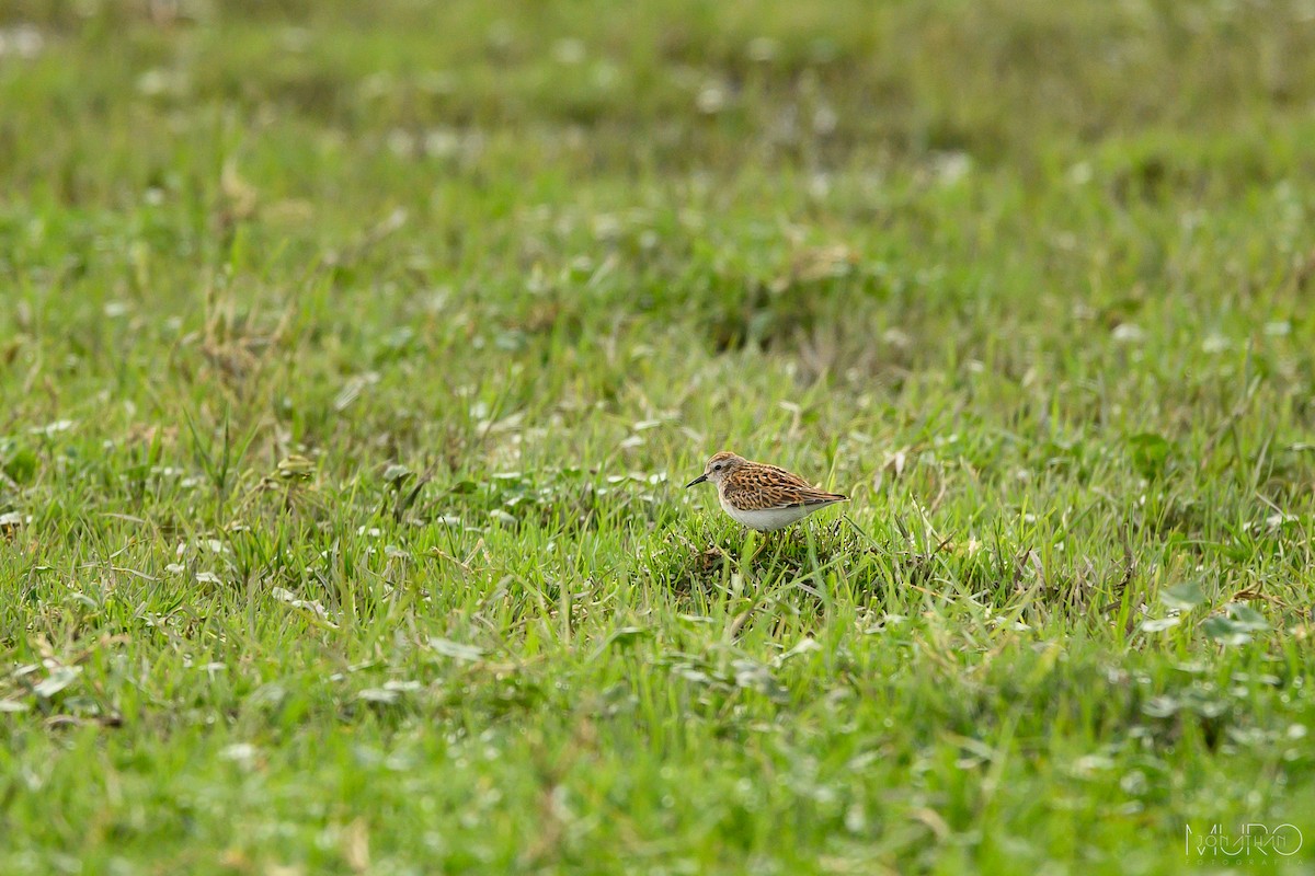 Least Sandpiper - ML623504763