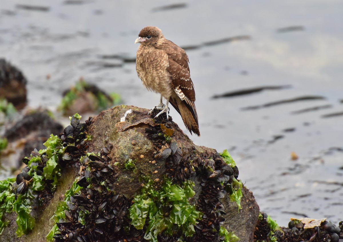 Chimango Caracara - Laurence Green