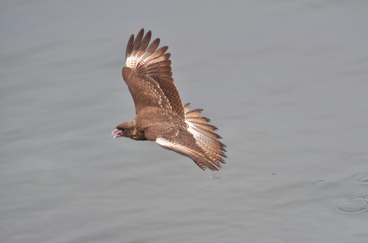 Chimango Caracara - ML623504790