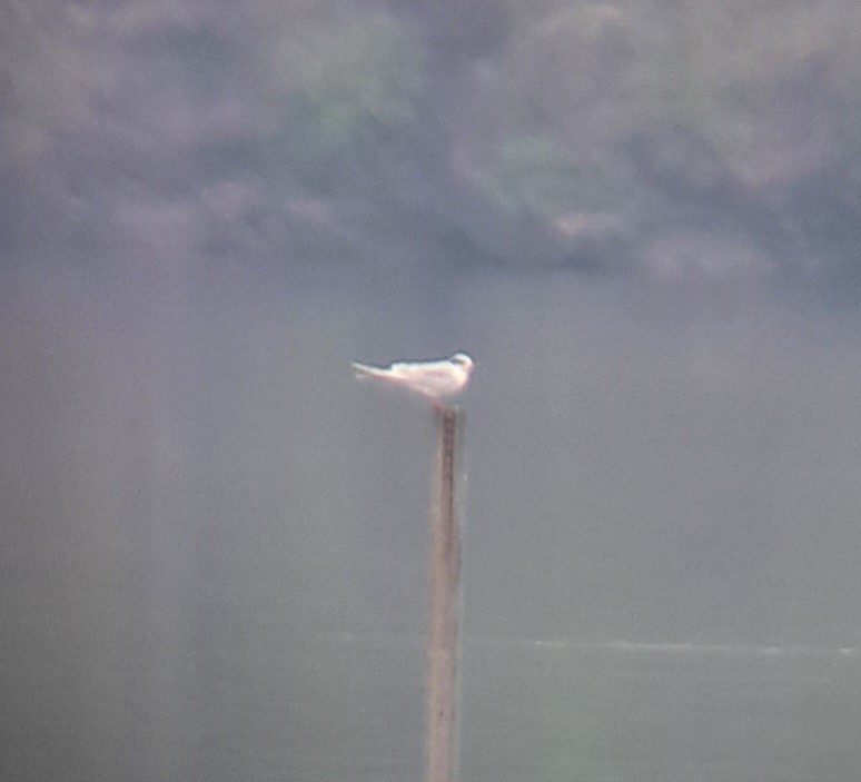 Forster's Tern - ML623504793