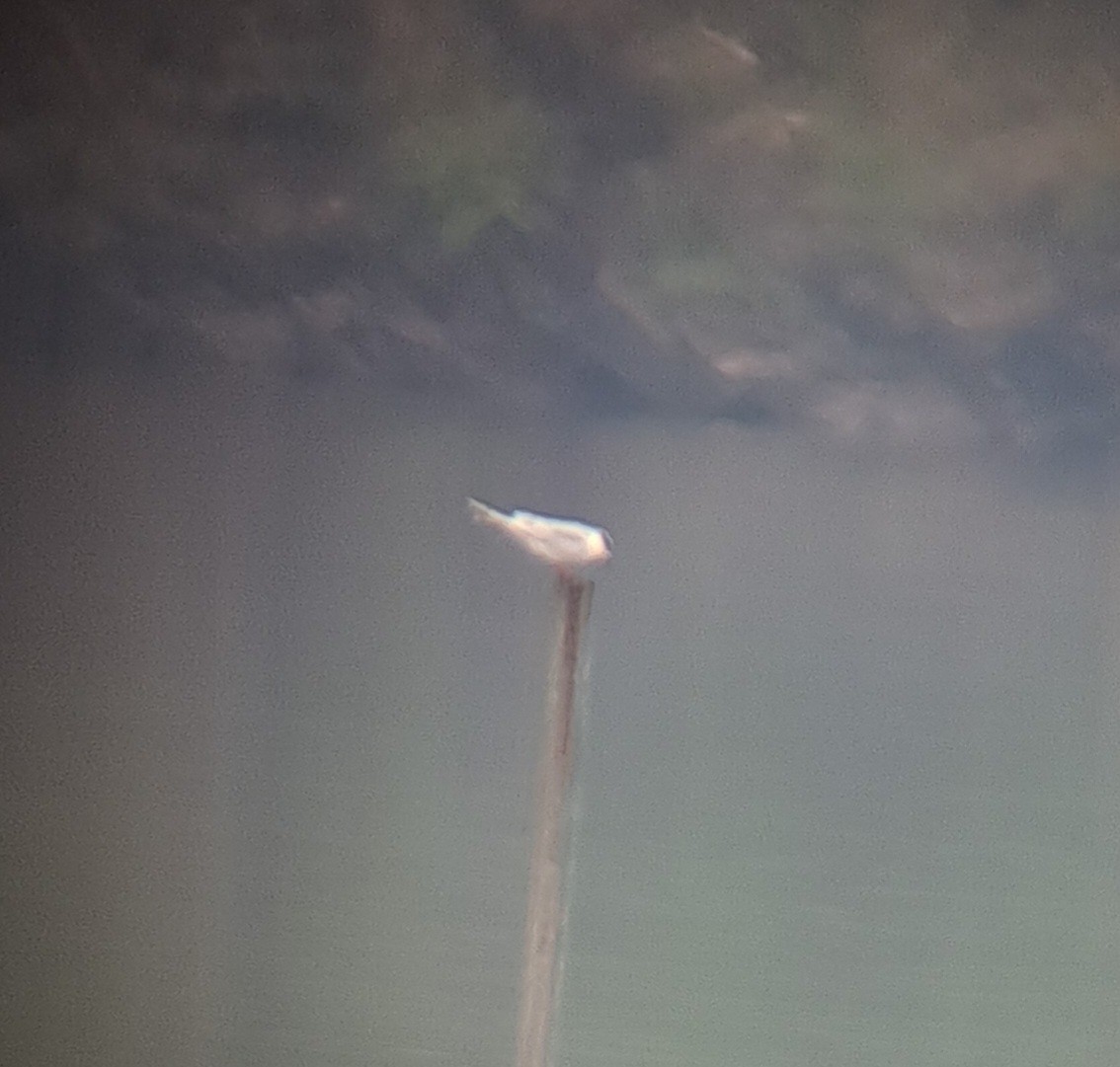 Forster's Tern - ML623504794